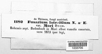 Fusarium lateritium image